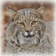 Bobcat
